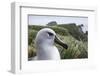 Gray-Headed Albatross on Diego Ramirez Islands, Chile-Paul Souders-Framed Photographic Print