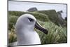 Gray-Headed Albatross on Diego Ramirez Islands, Chile-Paul Souders-Mounted Photographic Print