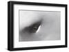 Gray-Headed Albatross on South Georgia Island-Paul Souders-Framed Photographic Print