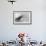 Gray-Headed Albatross on South Georgia Island-Paul Souders-Framed Photographic Print displayed on a wall