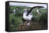 Gray-Headed Albatross Stretching Both Wings-Paul Souders-Framed Stretched Canvas