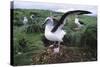 Gray-Headed Albatross Stretching Both Wings-Paul Souders-Stretched Canvas