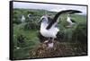Gray-Headed Albatross Stretching Both Wings-Paul Souders-Framed Stretched Canvas
