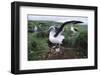 Gray-Headed Albatross Stretching Both Wings-Paul Souders-Framed Photographic Print