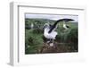 Gray-Headed Albatross Stretching Both Wings-Paul Souders-Framed Photographic Print