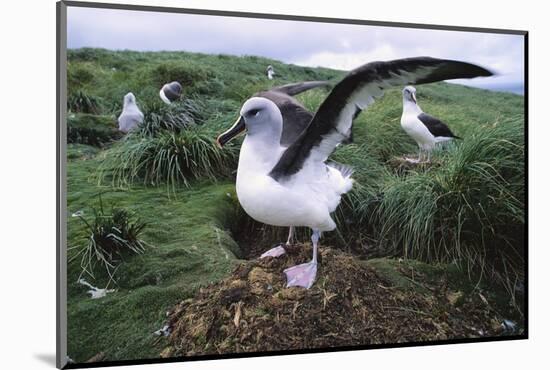 Gray-Headed Albatross Stretching Both Wings-Paul Souders-Mounted Photographic Print