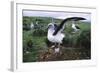 Gray-Headed Albatross Stretching Both Wings-Paul Souders-Framed Photographic Print