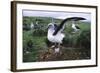 Gray-Headed Albatross Stretching Both Wings-Paul Souders-Framed Photographic Print