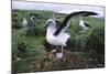 Gray-Headed Albatross Stretching Both Wings-Paul Souders-Mounted Photographic Print