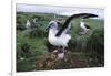 Gray-Headed Albatross Stretching Both Wings-Paul Souders-Framed Photographic Print
