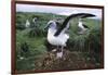 Gray-Headed Albatross Stretching Both Wings-Paul Souders-Framed Photographic Print