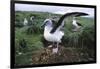 Gray-Headed Albatross Stretching Both Wings-Paul Souders-Framed Photographic Print