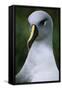 Gray-Headed Albatross-Paul Souders-Framed Stretched Canvas