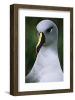 Gray-Headed Albatross-Paul Souders-Framed Photographic Print