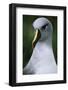 Gray-Headed Albatross-Paul Souders-Framed Photographic Print