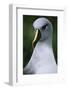 Gray-Headed Albatross-Paul Souders-Framed Photographic Print