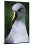 Gray-Headed Albatross-Paul Souders-Mounted Photographic Print