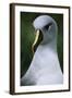 Gray-Headed Albatross-Paul Souders-Framed Photographic Print