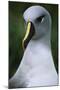 Gray-Headed Albatross-Paul Souders-Mounted Photographic Print