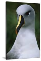 Gray-Headed Albatross-Paul Souders-Stretched Canvas