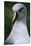 Gray-Headed Albatross-Paul Souders-Stretched Canvas