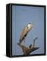 Gray Heron (Grey Heron) (Ardea Cinerea), Kruger National Park, South Africa, Africa-James Hager-Framed Stretched Canvas