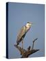 Gray Heron (Grey Heron) (Ardea Cinerea), Kruger National Park, South Africa, Africa-James Hager-Stretched Canvas