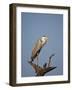 Gray Heron (Grey Heron) (Ardea Cinerea), Kruger National Park, South Africa, Africa-James Hager-Framed Photographic Print