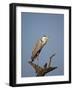 Gray Heron (Grey Heron) (Ardea Cinerea), Kruger National Park, South Africa, Africa-James Hager-Framed Photographic Print