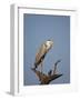 Gray Heron (Grey Heron) (Ardea Cinerea), Kruger National Park, South Africa, Africa-James Hager-Framed Photographic Print