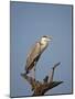 Gray Heron (Grey Heron) (Ardea Cinerea), Kruger National Park, South Africa, Africa-James Hager-Mounted Photographic Print