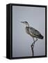 Gray Heron (Grey Heron) (Ardea Cinerea), Serengeti National Park, Tanzania, East Africa, Africa-James Hager-Framed Stretched Canvas