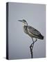 Gray Heron (Grey Heron) (Ardea Cinerea), Serengeti National Park, Tanzania, East Africa, Africa-James Hager-Stretched Canvas