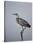 Gray Heron (Grey Heron) (Ardea Cinerea), Serengeti National Park, Tanzania, East Africa, Africa-James Hager-Stretched Canvas