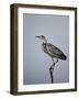 Gray Heron (Grey Heron) (Ardea Cinerea), Serengeti National Park, Tanzania, East Africa, Africa-James Hager-Framed Photographic Print