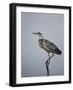 Gray Heron (Grey Heron) (Ardea Cinerea), Serengeti National Park, Tanzania, East Africa, Africa-James Hager-Framed Photographic Print