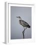 Gray Heron (Grey Heron) (Ardea Cinerea), Serengeti National Park, Tanzania, East Africa, Africa-James Hager-Framed Photographic Print