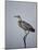 Gray Heron (Grey Heron) (Ardea Cinerea), Serengeti National Park, Tanzania, East Africa, Africa-James Hager-Mounted Photographic Print