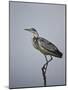 Gray Heron (Grey Heron) (Ardea Cinerea), Serengeti National Park, Tanzania, East Africa, Africa-James Hager-Mounted Photographic Print