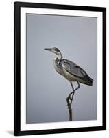 Gray Heron (Grey Heron) (Ardea Cinerea), Serengeti National Park, Tanzania, East Africa, Africa-James Hager-Framed Photographic Print