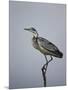 Gray Heron (Grey Heron) (Ardea Cinerea), Serengeti National Park, Tanzania, East Africa, Africa-James Hager-Mounted Photographic Print