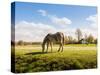 Gray Horse Grazing in A Meadow with Many Flowering Daisies-Ruud Morijn-Stretched Canvas