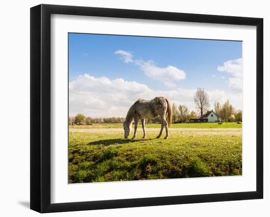 Gray Horse Grazing in A Meadow with Many Flowering Daisies-Ruud Morijn-Framed Photographic Print