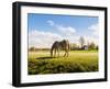 Gray Horse Grazing in A Meadow with Many Flowering Daisies-Ruud Morijn-Framed Photographic Print