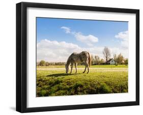 Gray Horse Grazing in A Meadow with Many Flowering Daisies-Ruud Morijn-Framed Photographic Print