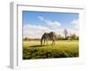 Gray Horse Grazing in A Meadow with Many Flowering Daisies-Ruud Morijn-Framed Photographic Print