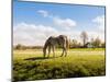 Gray Horse Grazing in A Meadow with Many Flowering Daisies-Ruud Morijn-Mounted Photographic Print