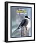 Gray Jay Canada’s National Bird-Old Red Truck-Framed Giclee Print