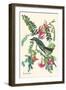 Gray Kingbird-John James Audubon-Framed Art Print