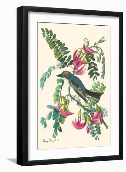 Gray Kingbird-John James Audubon-Framed Art Print